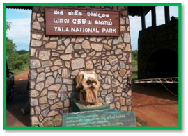 Acquaintance To The Island - Yala